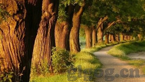 糖心app直播下载官网-了解糖心直播，一个颠覆传统的新锐直播平台